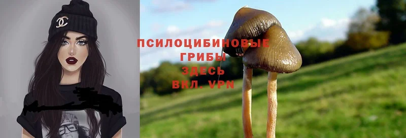 Галлюциногенные грибы Magic Shrooms  Багратионовск 